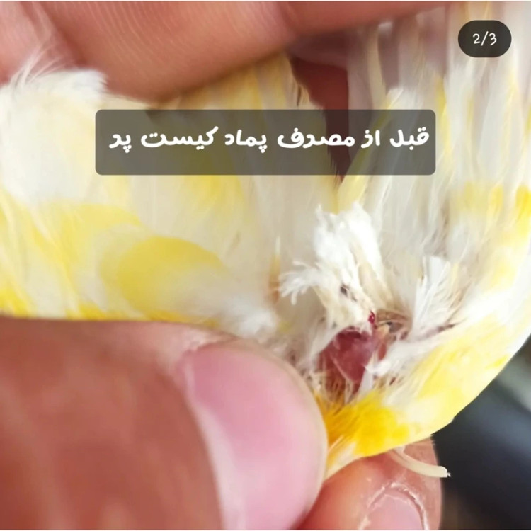 پماد غده و کیست قناری سایبرک مخصوص درمان التهاب و ورم پرندگان