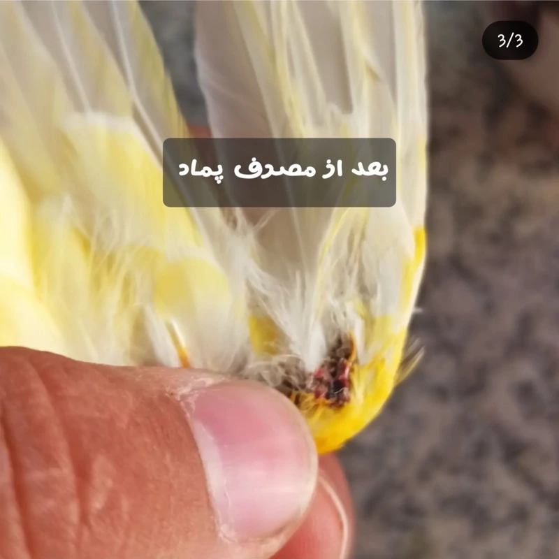 پماد غده و کیست قناری سایبرک مخصوص درمان التهاب و ورم پرندگان