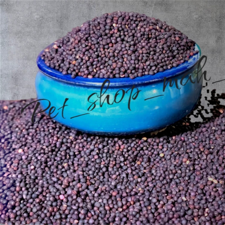 دانه کلزا پرندگان دانه مقوی و پرانرژی مناسب پرندگان زینتی