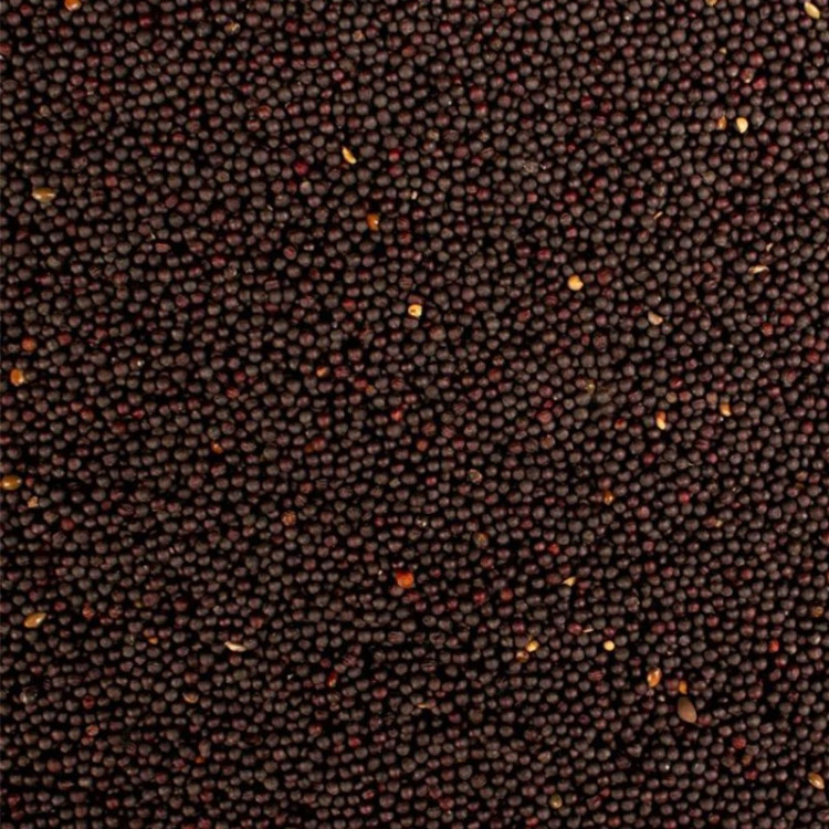 دانه کلزا پرندگان دانه مقوی و پرانرژی مناسب قناری و طوطی