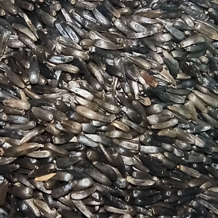 دان نیجر یا کتان سیاه مخصوص پرندگان زینتی با کیفیت بالا