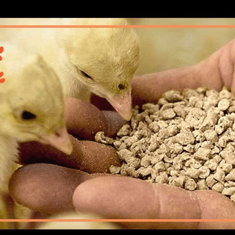 غذای جوجه مرغ و خروس پلت مخصوص ماه مناسب جوجه تا 3 ماهه