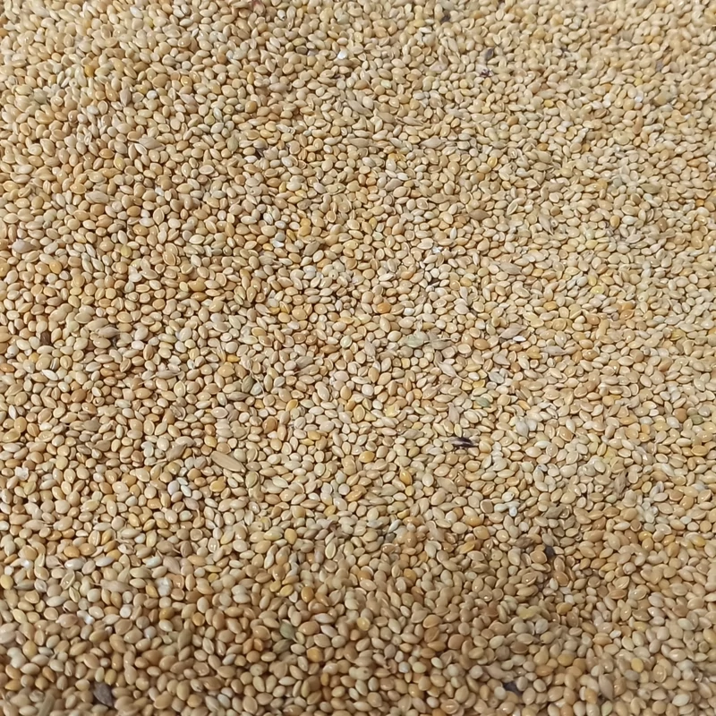 ارزن ریز پرندگان ارزن بیرجندی درجه 1 بوجاری شده