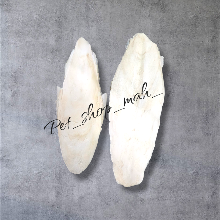 کف دریا درشت طبیعی مخصوص پرندگان زینتی